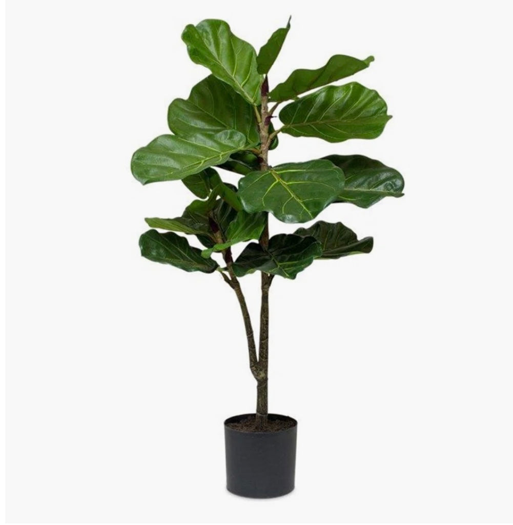 Faux Fig Plant