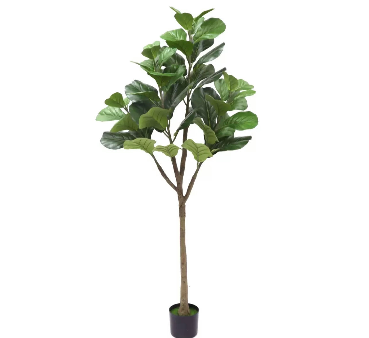 Faux Fig Plant