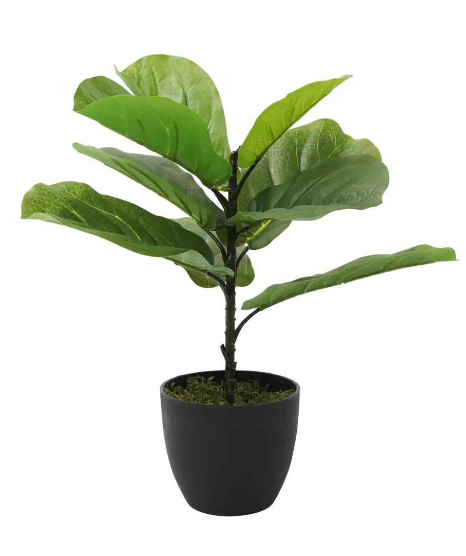 Faux Fig Plant