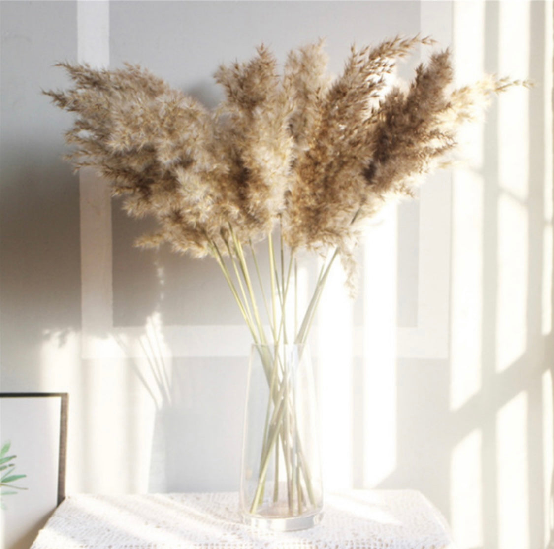 Real Pampas - Neutral Tone