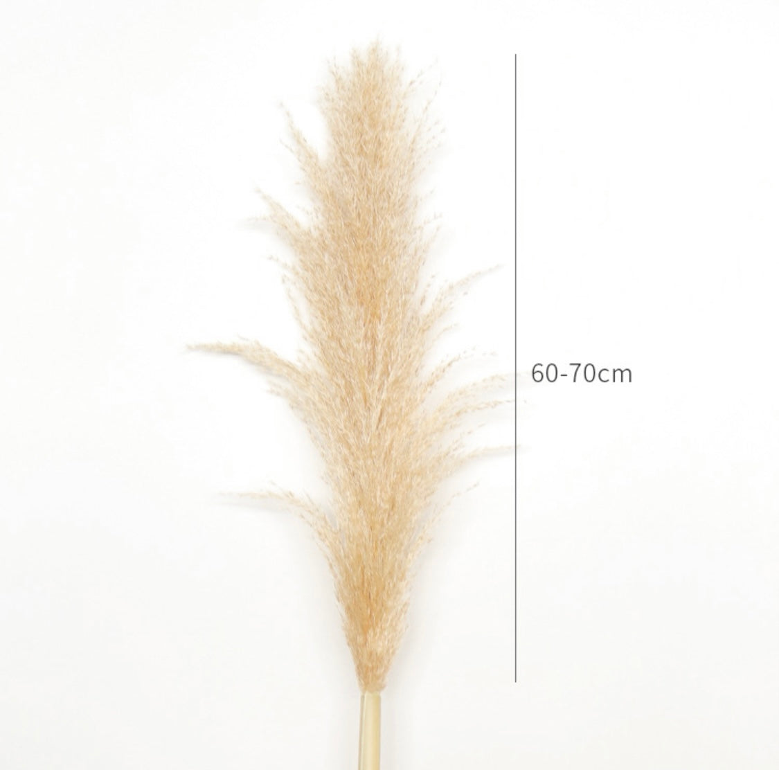 Real Pampas - Light Neutral Tone