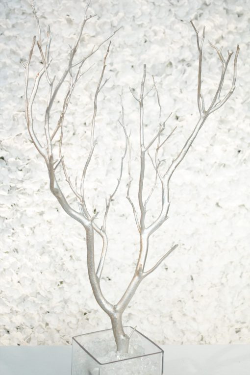 Silver Manzanita Branch
